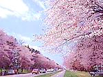 二十間道路の桜並木北海道新ひだか町(旧静内町)