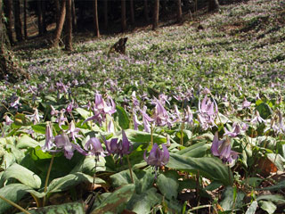 �u���쉺���掩�R�����v�򕌌����s