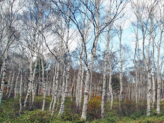 ����䍂���u�����Q���сv���쌧���v�䒬