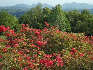 �_��R���R�����u�_��R�v�ޗǌ��R�Y��