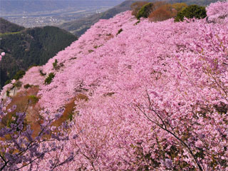 「八百萬神之御殿の桜」徳島県美馬市